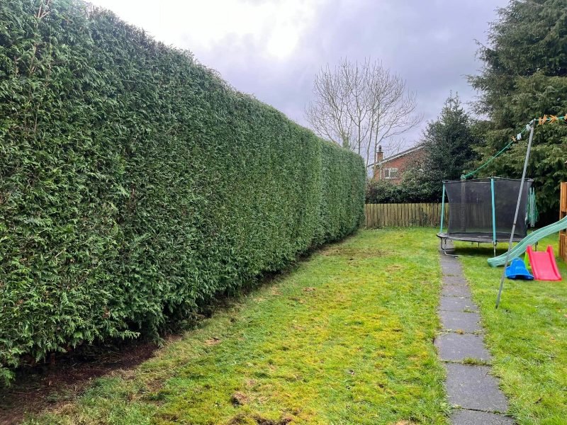 Crown Reduction services in Gosport, Hampshire