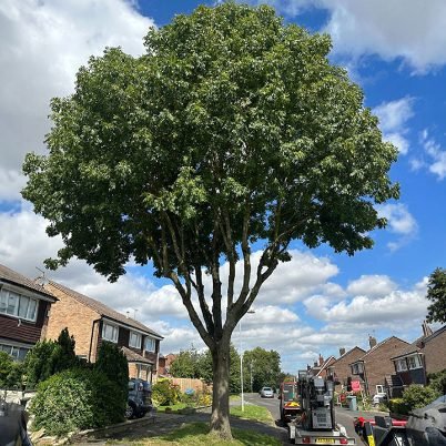Stump Grinding services in Gosport, Hampshire