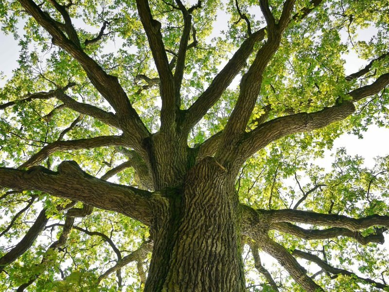 Tree Pruning services in Gosport, Hampshire