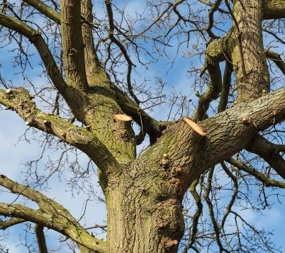 Tree Removal services in Gosport, Hampshire